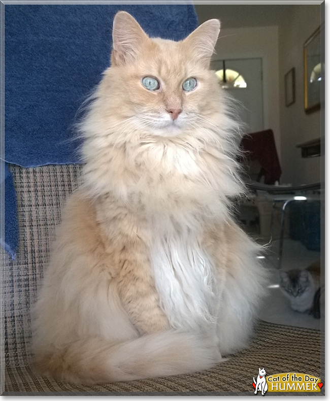 Hummer the Maine Coon, the Cat of the Day