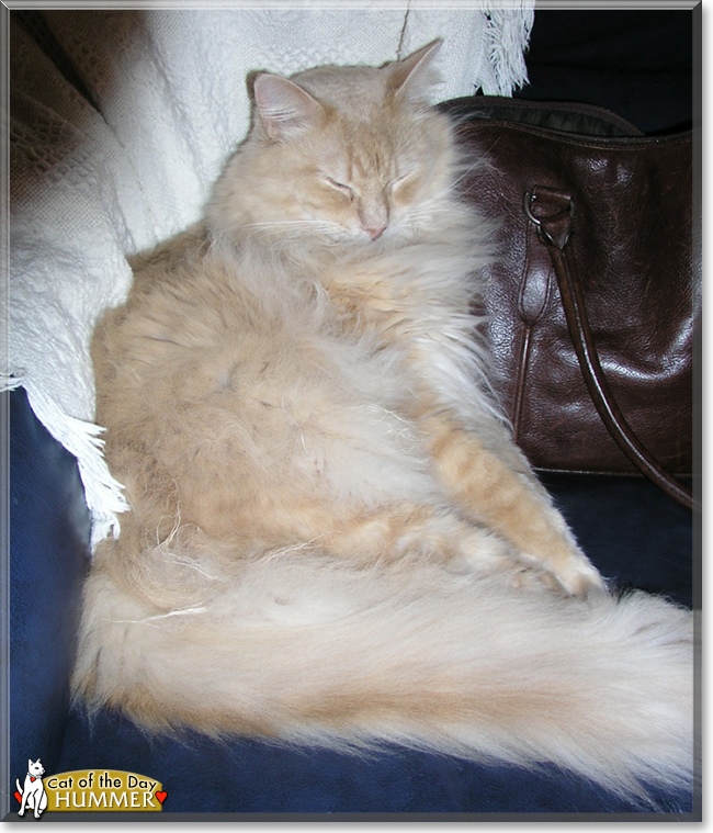 Hummer the Maine Coon, the Cat of the Day