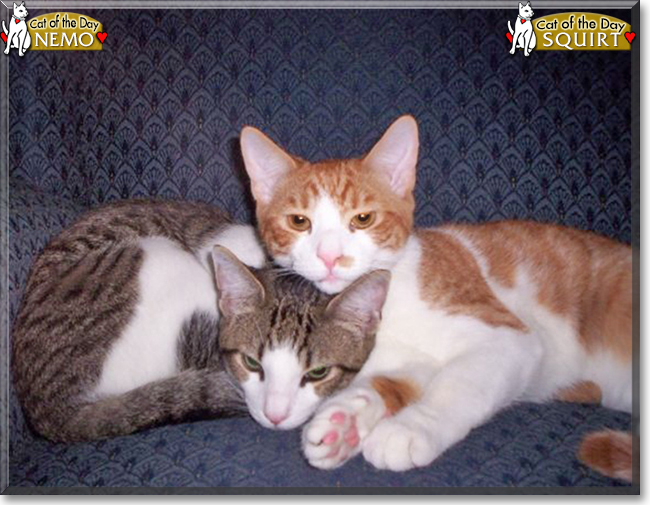 Nemo and Squirt the Shorthair Cats, the Cat of the Day