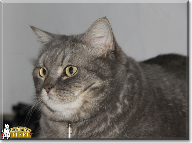 Tippi the British Shorthair, the Cat of the Day