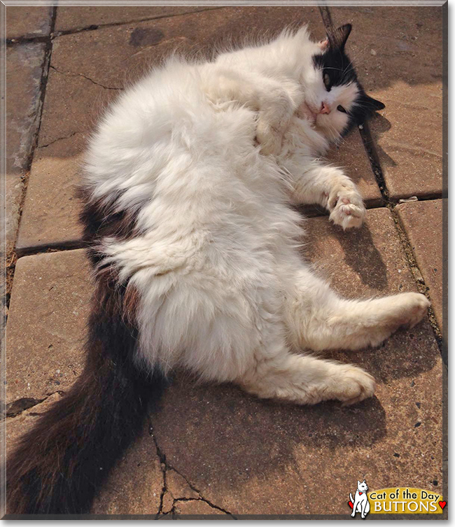Buttons the Longhair Cat, the Cat of the Day