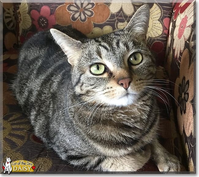 Daisy the Domestic Shorthair Tabby, the Cat of the Day