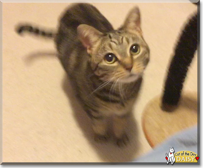Daisy the Domestic Shorthair Tabby, the Cat of the Day