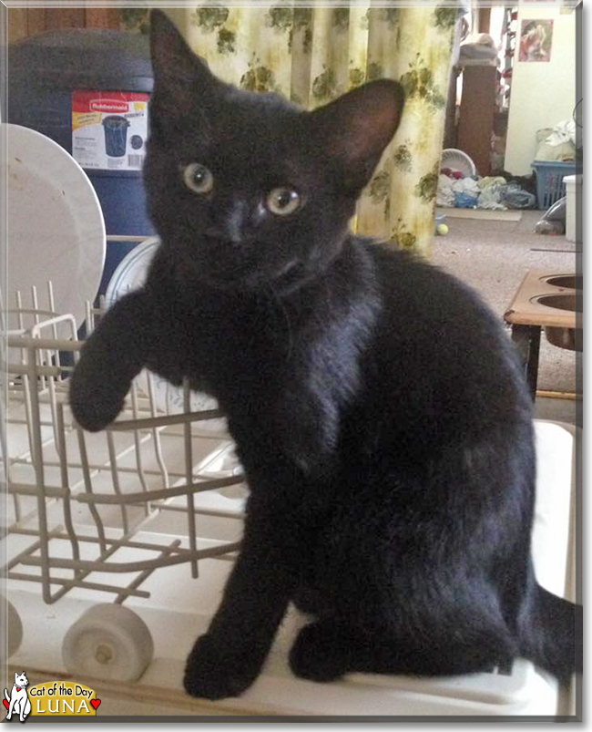 Luna the Black Cat, the Cat of the Day