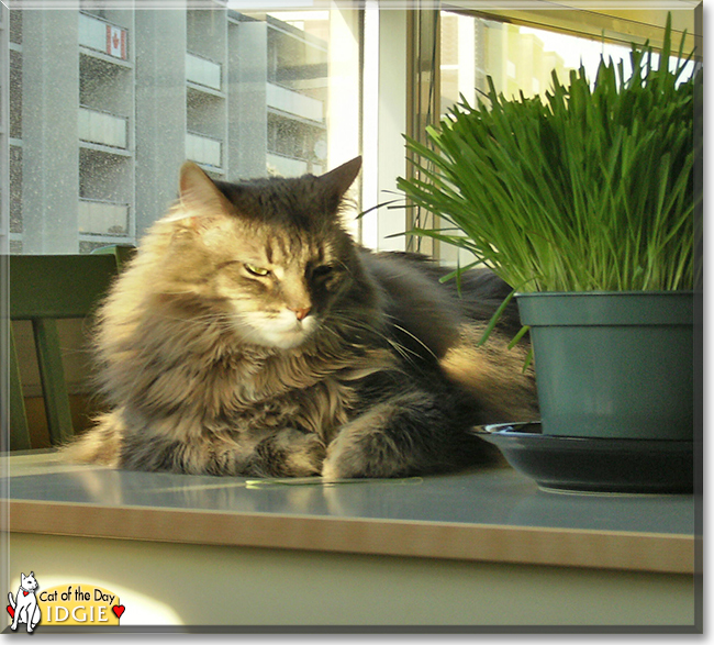 Idgie the Maine Coon mix, the Cat of the Day