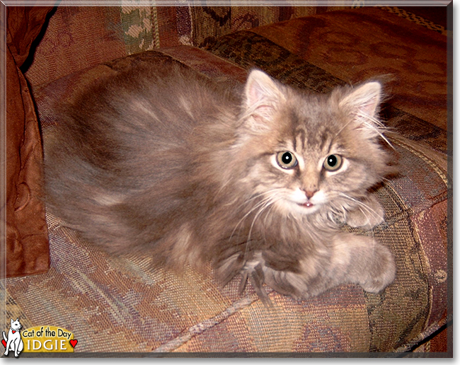 Idgie the Maine Coon mix, the Cat of the Day