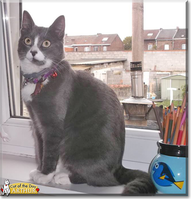 Arthur the European Shorthair, Chartreux mix, the Cat of the Day