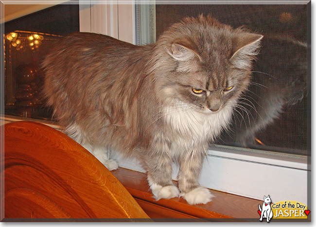Jasper the Maine Coon, the Cat of the Day