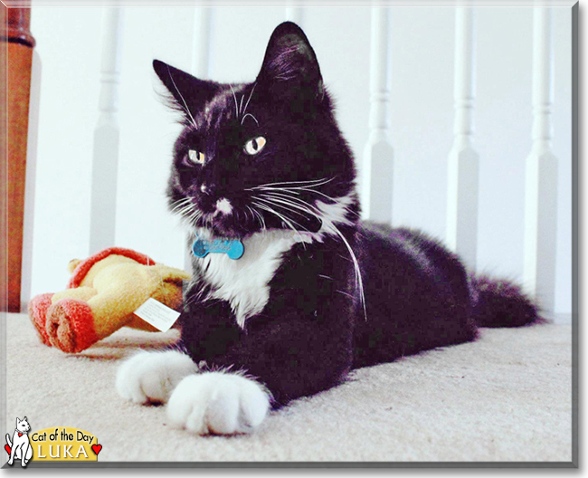 Luka the Tuxedo Cat, the Cat of the Day