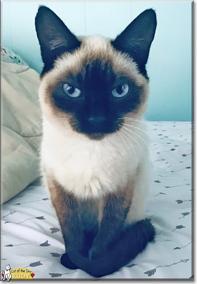 Rudy the Siamese, the Cat of the Day