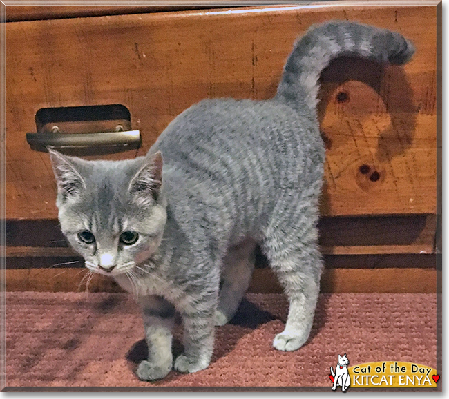 Kitcat Enya the Gray Tabby mix, the Cat of the Day