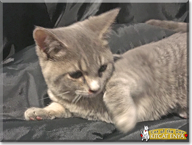 Kitcat Enya the Gray Tabby mix, the Cat of the Day