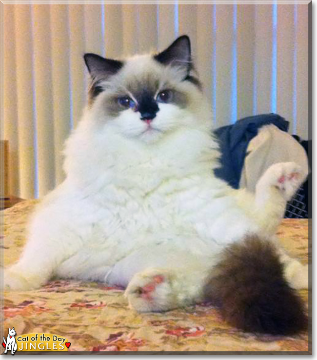 Jingles the Ragdoll, the Cat of the Day