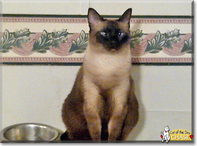 Chase the Siamese mix, the Cat of the Day