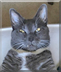 George the Tuxedo Cat