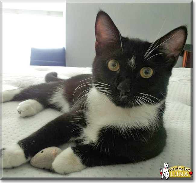 Luna the Tuxedo Cat, the Cat of the Day