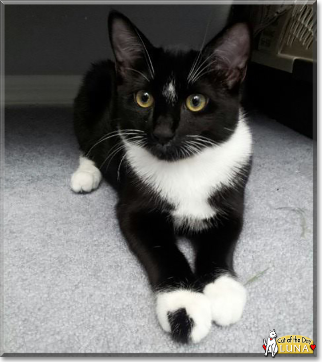 Luna the Tuxedo Cat, the Cat of the Day