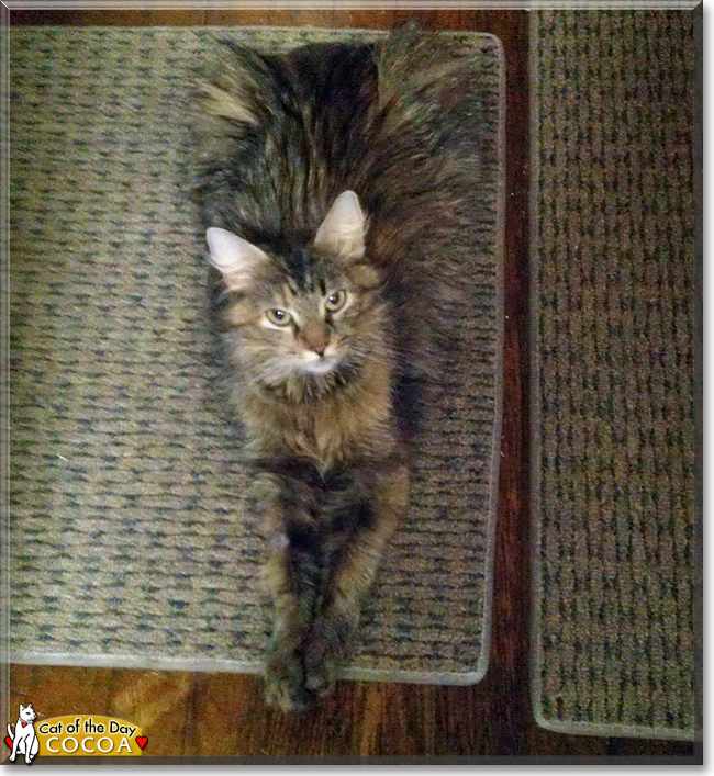 Cocoa the Maine Coon mix, the Cat of the Day