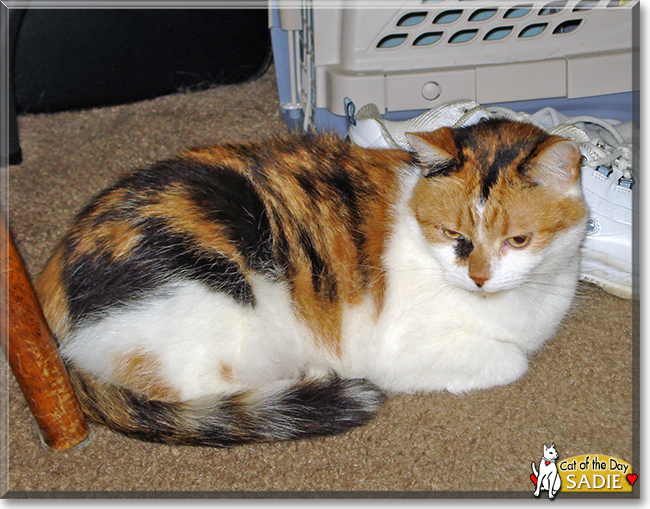Sadie the Calico, the Cat of the Day