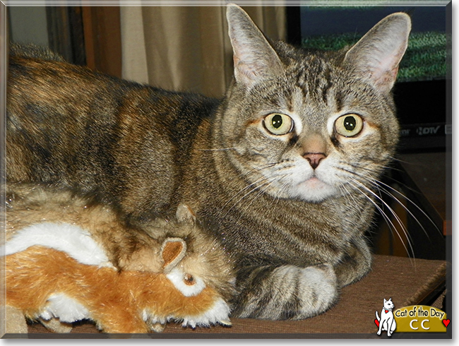 CC the Domestic Shorthair Tabby, the Cat of the Day