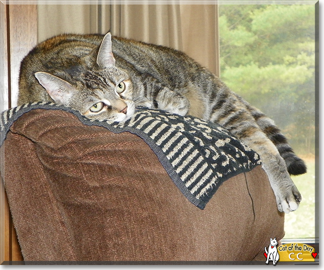 CC the Domestic Shorthair Tabby, the Cat of the Day