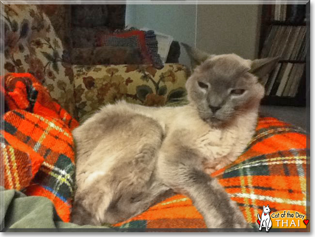 Thai the Siamese/Tonkinese mix, the Cat of the Day