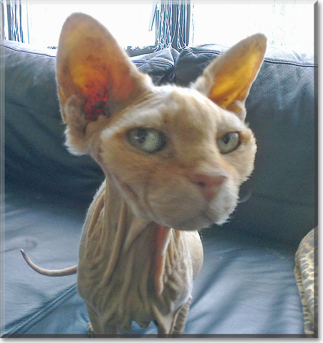 Blootje the Sphynx/Devon Rex mix, the Cat of the Day