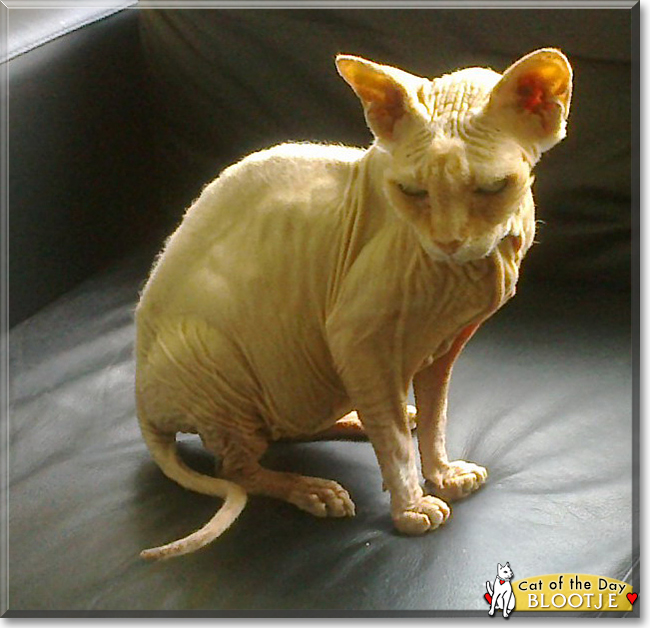 Blootje the Sphynx/Devon Rex mix, the Cat of the Day