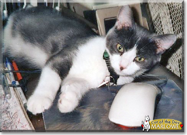 Marlowe the All-American Shorthair, the Cat of the Day