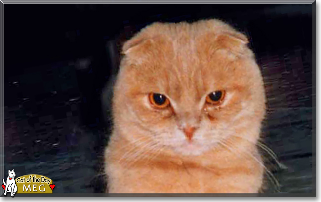 Meg the Scottish Fold, the Cat of the Day