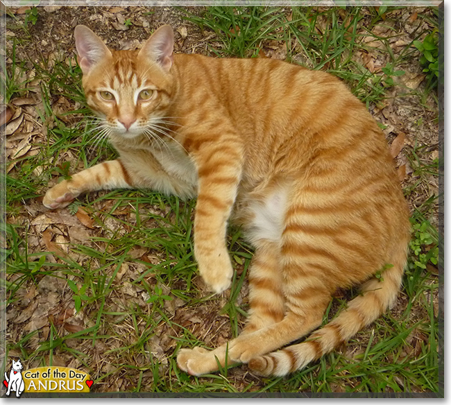Andrus the Orange Tabby, the Cat of the Day