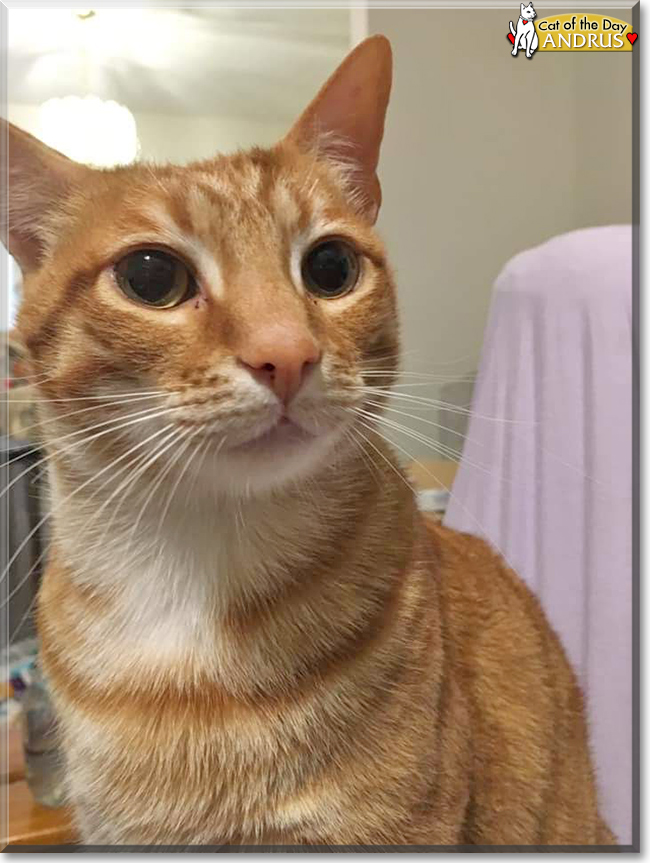 Andrus the Orange Tabby, the Cat of the Day