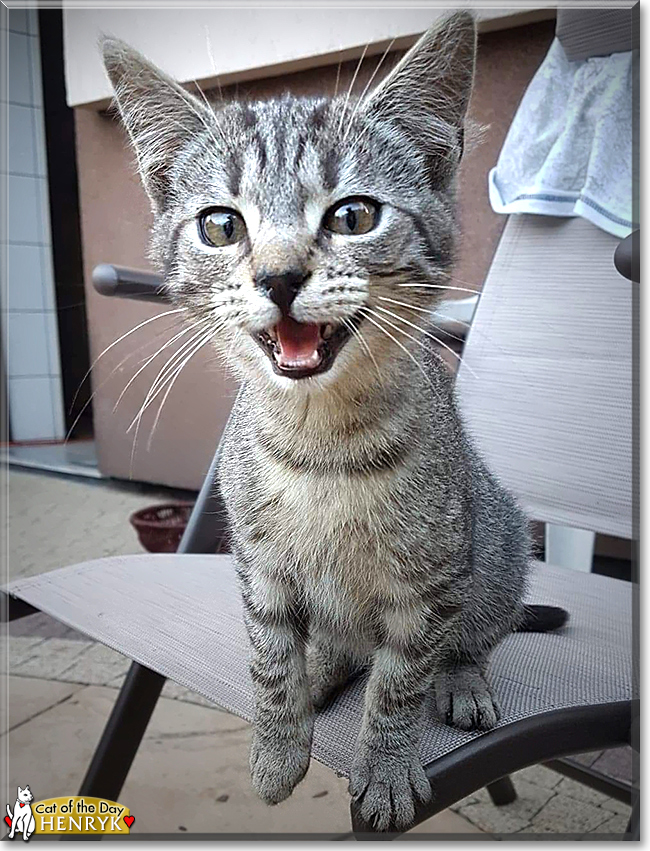 Henryk the Tabby, the Cat of the Day
