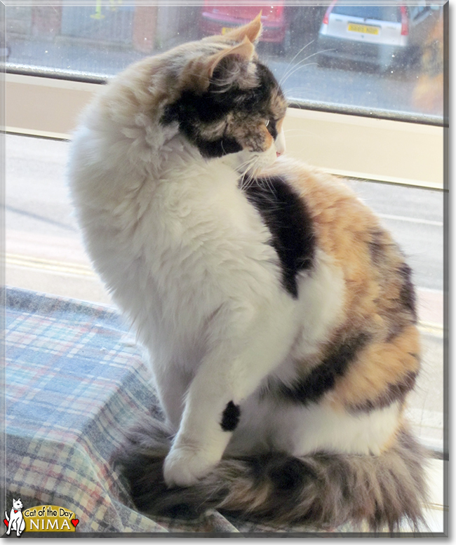 Nima the Calico Longhair, the Cat of the Day
