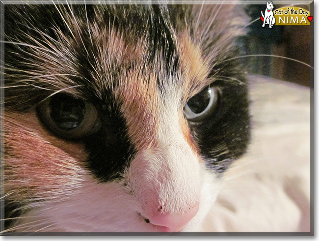 Nima the Calico Longhair, the Cat of the Day