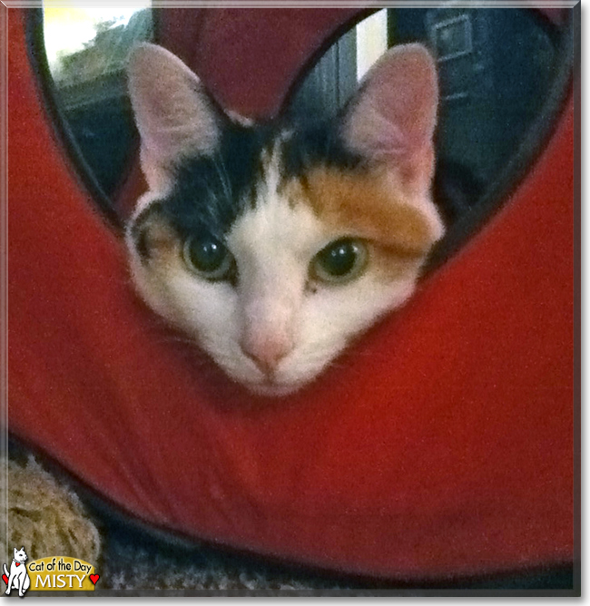 Misty the Calico, the Cat of the Day