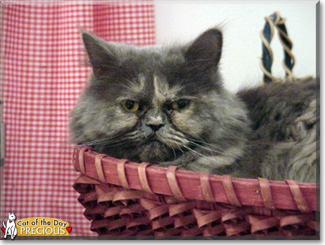Precious Julia the Persian the Cat of the Day