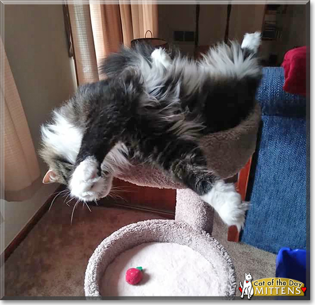 Mittens the Maine Coon the Cat of the Day