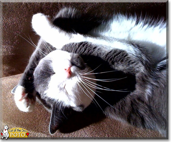 Poto the American Shorthair the Cat of the Day