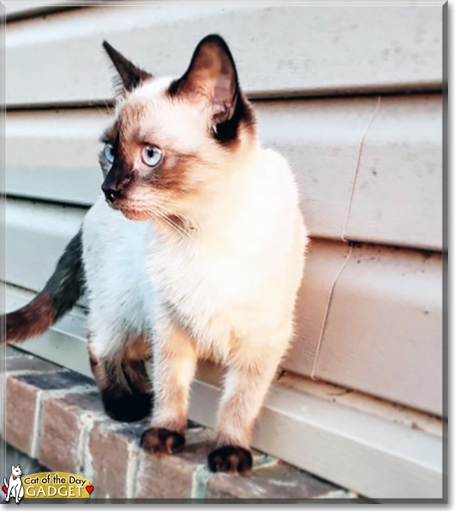 Gadget the Siamese mix, the Cat of the Day