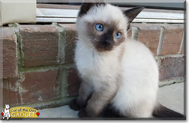 Gadget the Siamese mix, the Cat of the Day