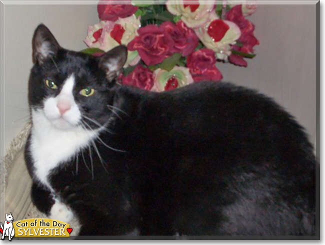 Sylvester the American Shorthair Tuxedo, the Cat of the Day