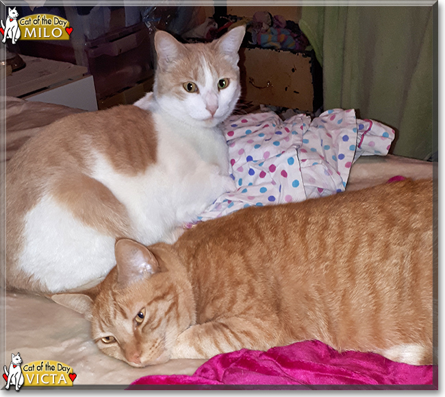 Victa & Milo the Domestic Shorthairs, the Cat of the Day