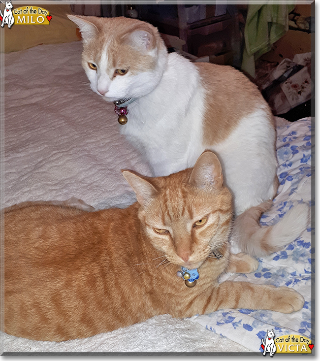 Victa & Milo the Domestic Shorthairs the Cat of the Day