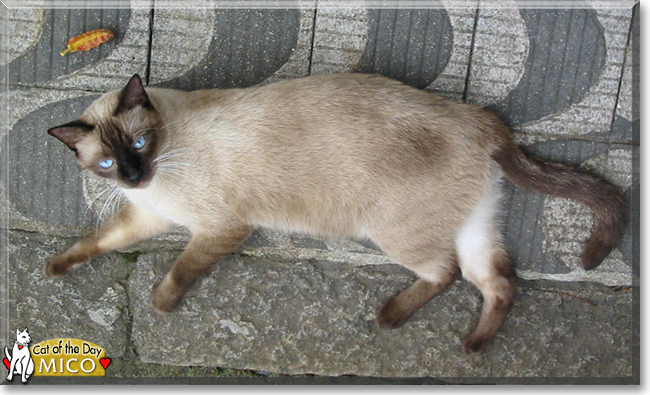 Mico the Siamese mix, the Cat of the Day