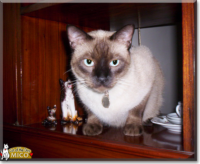 Mico the Siamese mix the Cat of the Day