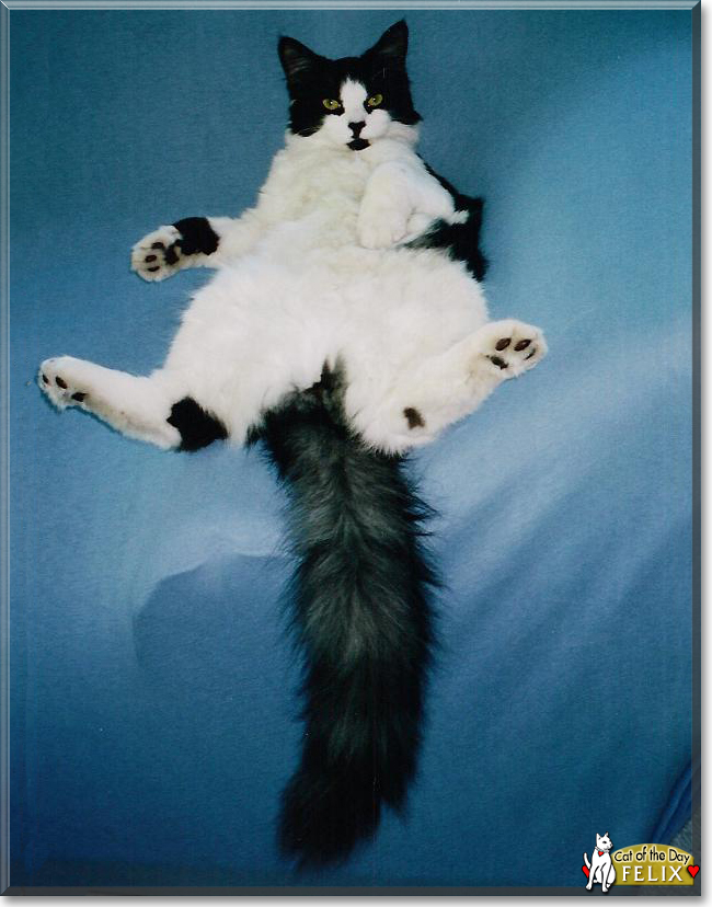 Felix the Tuxedo Longhair, the Cat of the Day