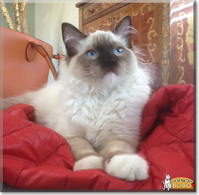 Bobo the Ragdoll, the Cat of the Day