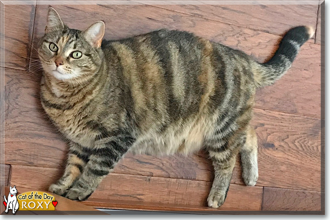 Roxy the Domestic Shorthair Tabby, the Cat of the Day