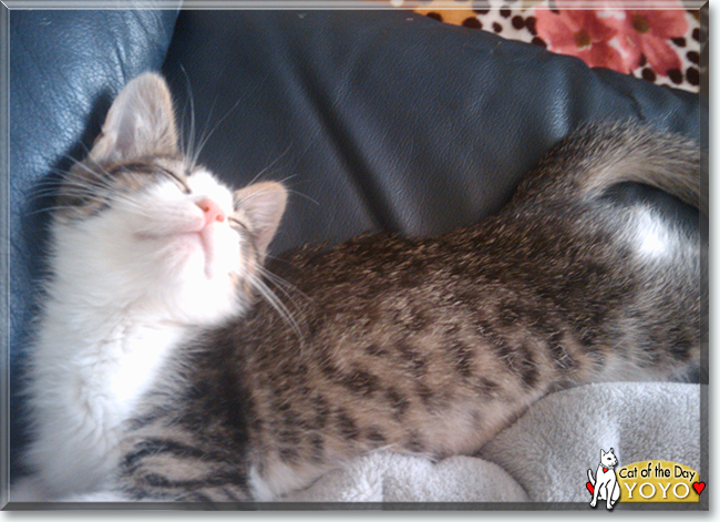 YoYo the Domestic Shorthair Tabby, the Cat of the Day